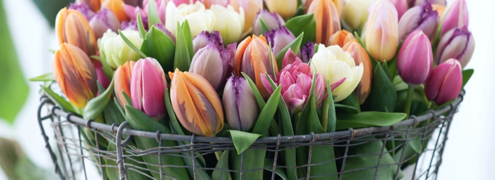 For the most beautiful flowers and plants